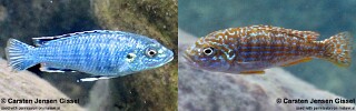 Labidochromis joanjohnsonae &#39;Thumbi West Island&#39;