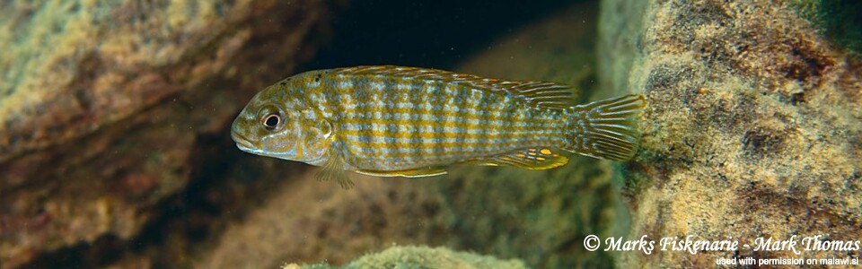 Labidochromis maculicauda 'Cape Kaiser'