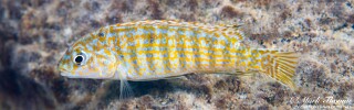 Labidochromis maculicauda &#39;Chirwa Island&#39;