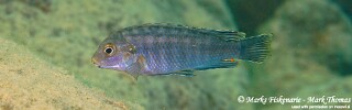 Labidochromis maculicauda &#39;Lundo Island&#39;