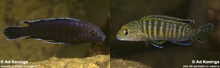 Labidochromis maculicauda &#39;Nkhata Bay&#39;