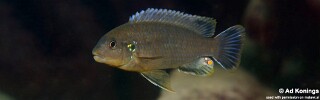 Labidochromis mbenjii &#39;Ababi Island&#39;