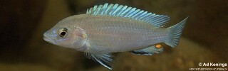 Labidochromis pallidus &#39;Nakantenga Island&#39;