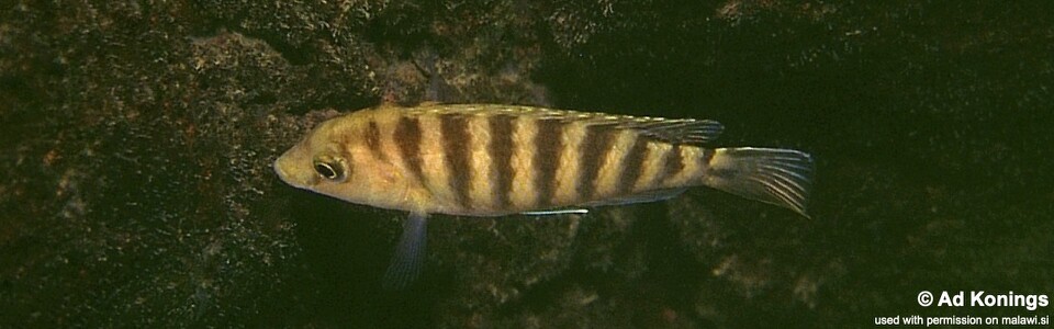 Labidochromis sp. 'caeruleus jalo' Jalo Reef