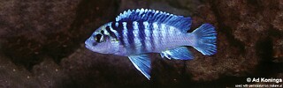 Labidochromis sp. &#39;chisumulae mbweca&#39;