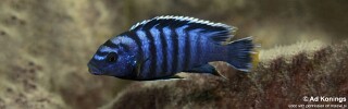 Labidochromis sp. &#39;gigas chilumba&#39;