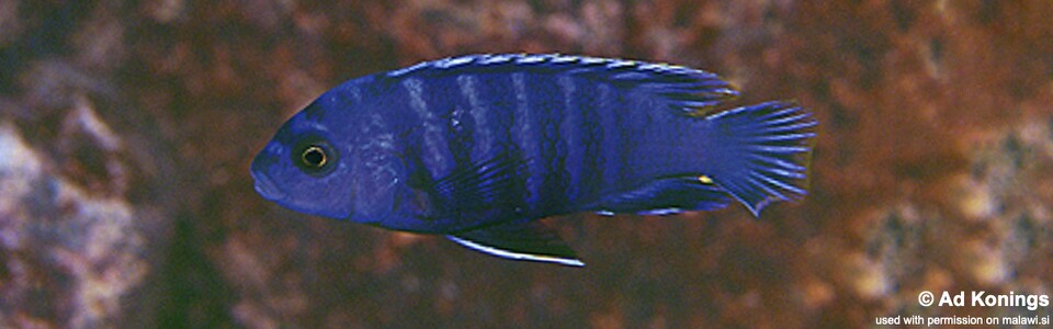 Labidochromis sp. 'gigas lupingu' Magunga