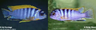 Labidochromis sp. &#39;hongi&#39;