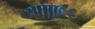 Labidochromis sp. &#39;hora&#39;