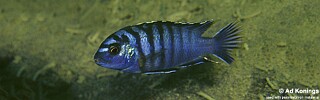 Labidochromis sp. &#39;lundu blue&#39;