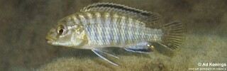 Labidochromis sp. &#39;mara&#39;