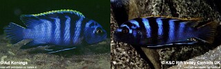 Labidochromis sp. &#39;mbamba&#39;