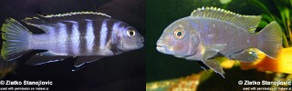 Labidochromis sp. &#39;mbamba&#39; (unknown locality)