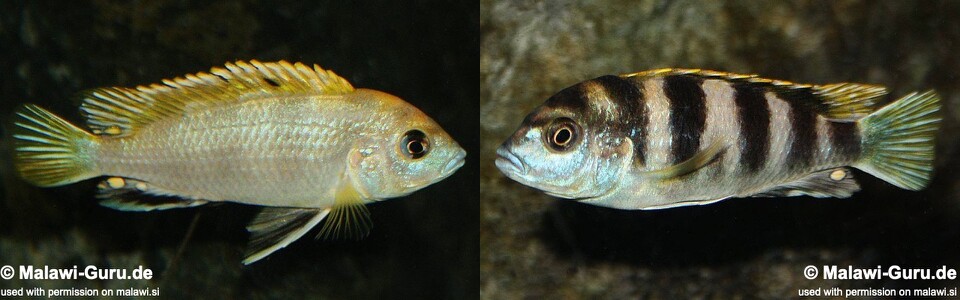 Labidochromis sp. 'perlmutt' (unknown locality)