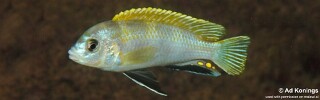 Labidochromis sp. &#39;perlmutt&#39; Higga Reef