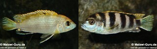 Labidochromis sp. &#39;perlmutt&#39; (unknown locality)