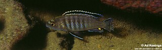 Labidochromis sp. &#39;zebra eastern&#39;