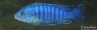 Labidochromis sp. &#39;gigas chidunga&#39; Chidunga Rocks