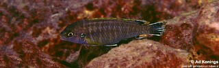 Labidochromis sp. &#39;likomae&#39; Maingano Island