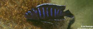 Labidochromis sp. &#39;lividus mozambique&#39; Cobwe