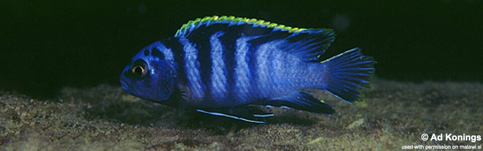 Labidochromis sp. 'mbamba' Ngkuyo Island