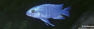 Labidochromis sp. &#39;textilis cobalt&#39; Lumessi