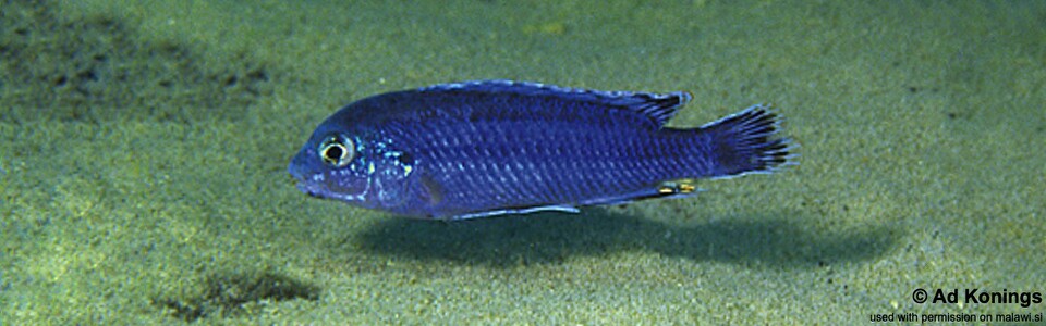 Labidochromis strigatus 'Same Bay, Chizumulu Island'