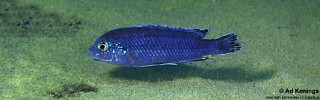 Labidochromis strigatus &#39;Same Bay&#39;