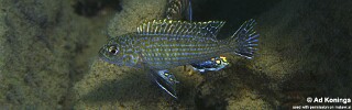 Labidochromis textilis 'Hai (Chimate) Reef'.jpg