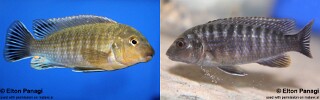 Labidochromis vellicans &#39;Gome&#39;