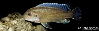 Labidochromis vellicans &#39;Nakantenga Island&#39;