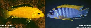 Labidochromis