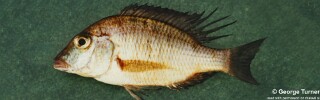 Lethrinops argenteus