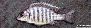 Lethrinops atrilabris Lethrinops sp. &#39;black chin&#39;