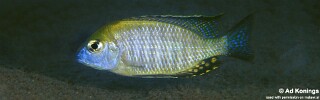 Lethrinops auritus &#39;Chembe Beach&#39;