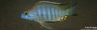Lethrinops auritus &#39;Masasa Reef&#39;