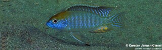 Lethrinops auritus &#39;Nkhata Bay&#39;