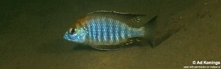 Lethrinops auritus &#39;Otter Point&#39;