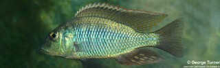 Lethrinops chilingali