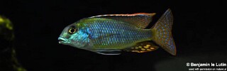 Lethrinops cf. furcifer &#39;Chirwa Island&#39;