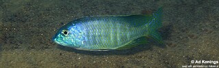 Lethrinops furcifer &#39;Chitande Island&#39;