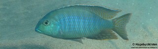Lethrinops furcifer &#39;Makuzi Beach&#39;