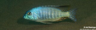Lethrinops furcifer &#39;Tchinga Reef&#39;