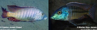 Lethrinops lethrinus