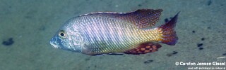 Lethrinops lethrinus &#39;Malopa&#39;