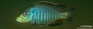 Lethrinops lethrinus &#39;Otter Point&#39;
