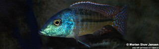 Lethrinops lethrinus &#39;Mufasa Bay&#39;