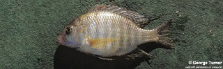 Lethrinops macracanthus