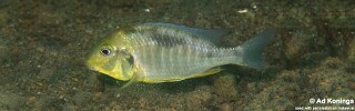 Lethrinops macrochir &#39;Boadzulu Island&#39;