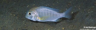 Lethrinops macrochir &#39;Lumessi&#39;